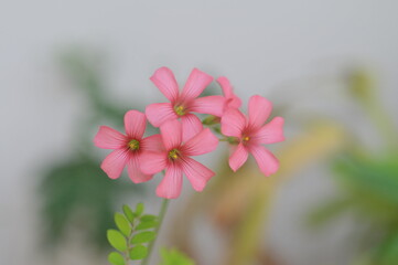 clover flowers