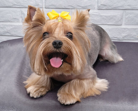 Yorkie With Bow Images – Browse 4,005 Stock Photos, Vectors, and Video |  Adobe Stock