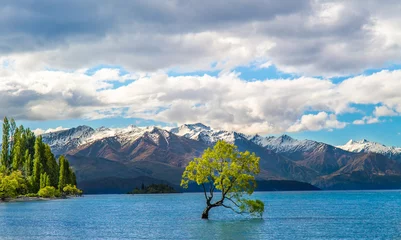 Foto auf Leinwand The Wanaka lake with the famous Wanaka tree © ivoderooij