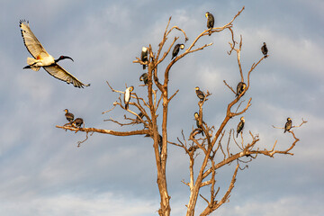 Sacred ibis in flight, in Lake Bunyonyi, in Uganda, Africa