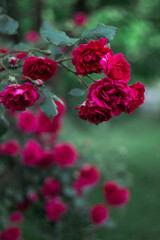 Beautiful dark pink roses in a summer garden.