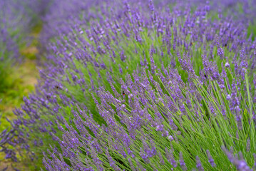 Obraz premium Lavender flower blooming scented fields as nature background, Czech republic