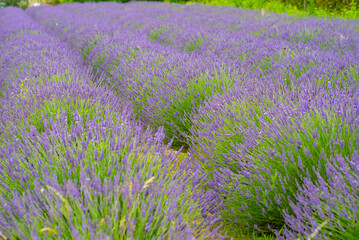 Fototapeta na wymiar Lavender flower blooming scented fields as nature background, Czech republic