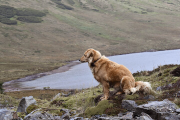 perro en la naturaleza