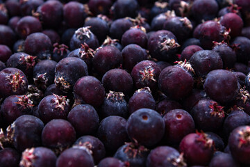 Berries shadberry closeup, summer harvest, healthy food