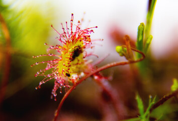 super macro of beautiful sundew ( drosera ).  insect catched by the plant. Floristic abstract background