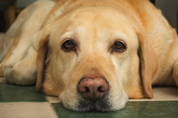labrador retriever dog resting on the ground. Animal resting with eyes opened..