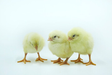 Three small yellow newborn Chicks on a white background.