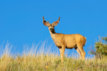 Obraz premium Herd of Mule Deer