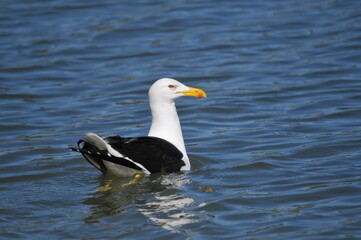 Fototapeta premium Seagull on the island of Santa Catarina, Brazil.