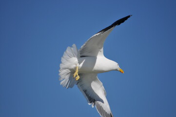 Seagull flying over the island of Santa Catarina, Brazil.