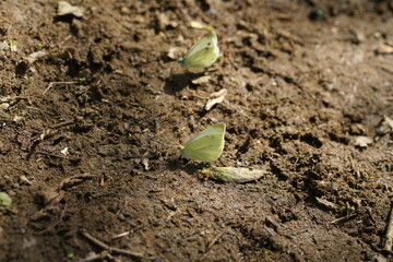 Zitronenfalter Gonepteryx rhamni