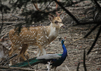 Peacock  and Barshingha' s friendship.