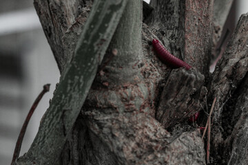 a red worm on a tree .