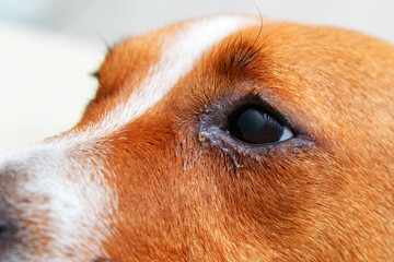 Close up of redness and bump in the eye of a dog. conjunctivitis eyes of dog. Medical and Health care of pet concept.