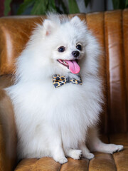 white spitz sits in a chair, funny dog