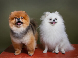 Two funny dogs, white spitz and red spitz