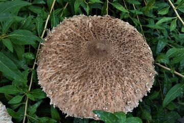 Grzyb sowa, kania   © merko