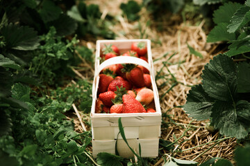 Many fresh red strawberries in wooden basket after harvest on organic strawberry farm. Strawberries...