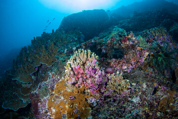 Wonderful and beautiful underwater in deep tropical sea and sun rays. Water texture in ocean with corals and tropical fish.