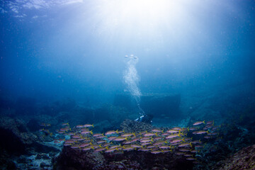 underwater sea scape with diver.