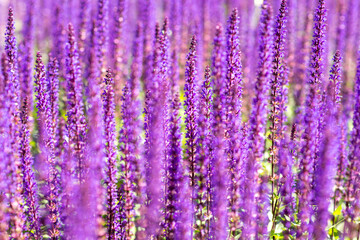 Purple flowers of decorative sage field. Beautiful summer violet flowers background. Salvia close up. Sage is in gentle sunlight. Banner with pink flowers