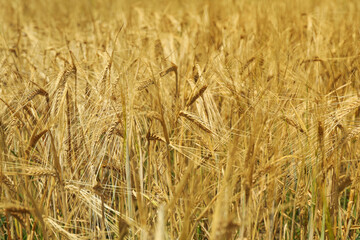 Barley field. Agriculture and farming. First summer harvest