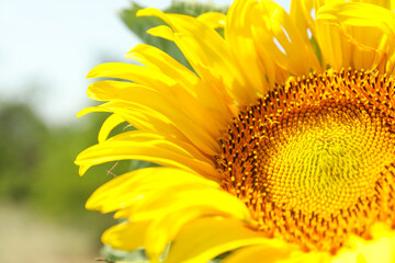 Naklejka premium Beautiful sunflower, close up. Farming, agriculture. Autumn harvest
