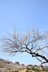 Fototapeta premium 梅地蔵