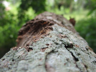 old tree bark
