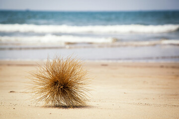 Dry plant lying on the sand