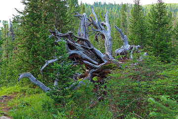 A clumsy dry driftwood lies among the green inaccessible Siberian taiga. Snag looks like a scary monster. Roots and trunk of a dead tree. Selective focus
