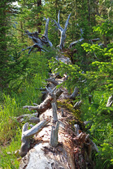 A fallen dry tree lies among the green inaccessible Siberian taiga. Nature park Ergaki, Russia, Siberia. Eastern Sayan mountains. Selective focus