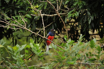 A beautiful Brazilian bird, the Surucuá-variado - Trogon surrucura.