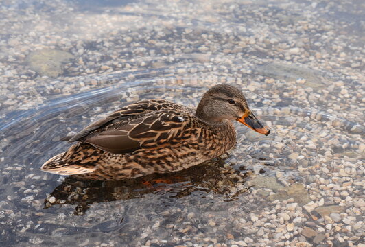 Female mallard duck. Portrait of a duck with reflection in clean water.