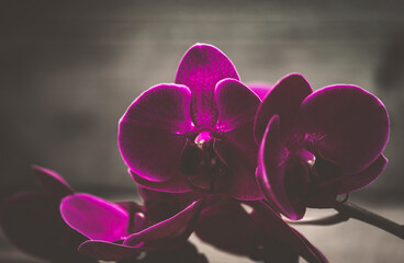 Orchidee dunkel violett rot romantisch