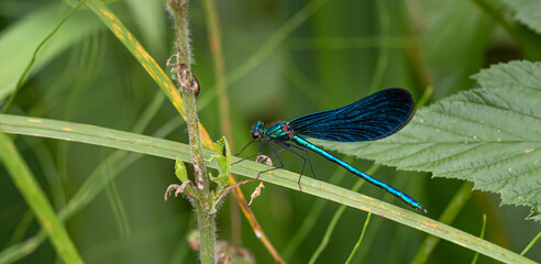 Blauflügelige Prachlibelle