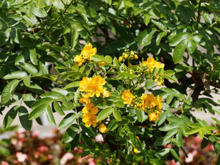 (Senna alexandrina) Alexandrinische Senna oder Alexandriner Cassia senna mit gelbe Blüten und grüne Blätter