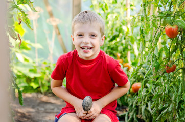 Adorable little boy harvests cucumbers and tomatoes in greenhouse. Season of ripening vegetables in green houses.