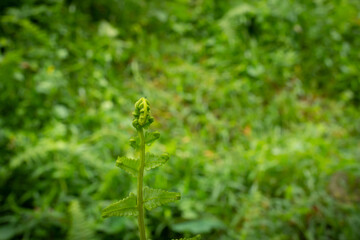 Fern. young green blur background