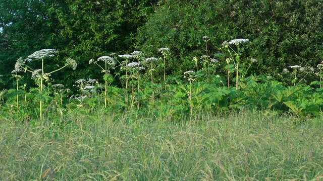 Overgrowth of the Giant hogweed (Heracleum) with white Inflorescence