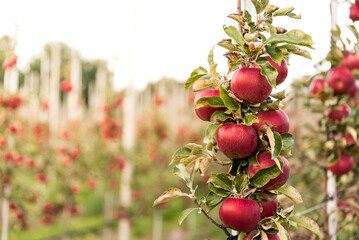 Bunch of red apples on tree branch. Rows of apple trees growing on apple farm. Ripe red apples ready for harvest and export
