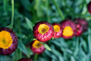 Immortelle à bractéesfleur