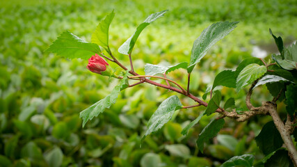 Floral Pattern Red flower bud green background.