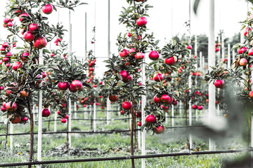 Apple plantation. Rows of apple trees growing in an orchard. Ripe red apples ready for harvesting and export
