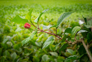 Floral Pattern Red flower bud green background.