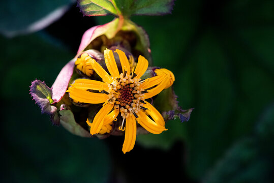 Silphe perfoli&eacute;