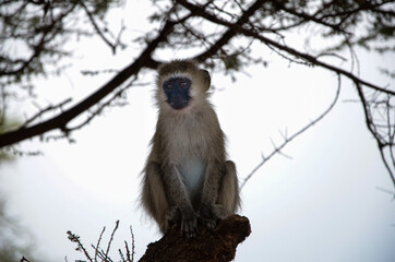 Monkey sitting on a branch, in the shade of the tree