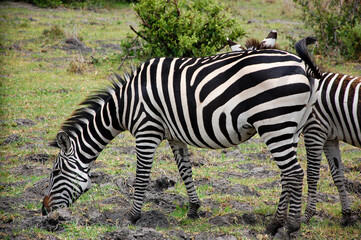 Fototapeta na wymiar Beautiful zebra eating grass with her son