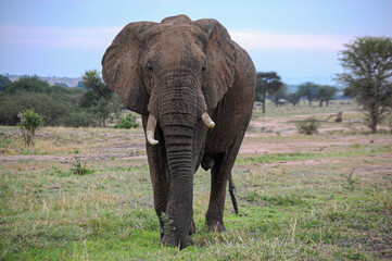Naklejka na ściany i meble Large adult elephant, looking at the camera